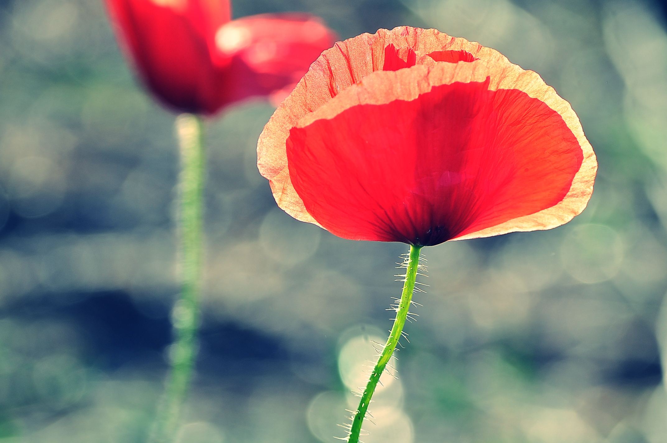 5936644046_383038c85a_o